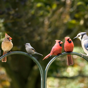 Brilliant Birds Competition